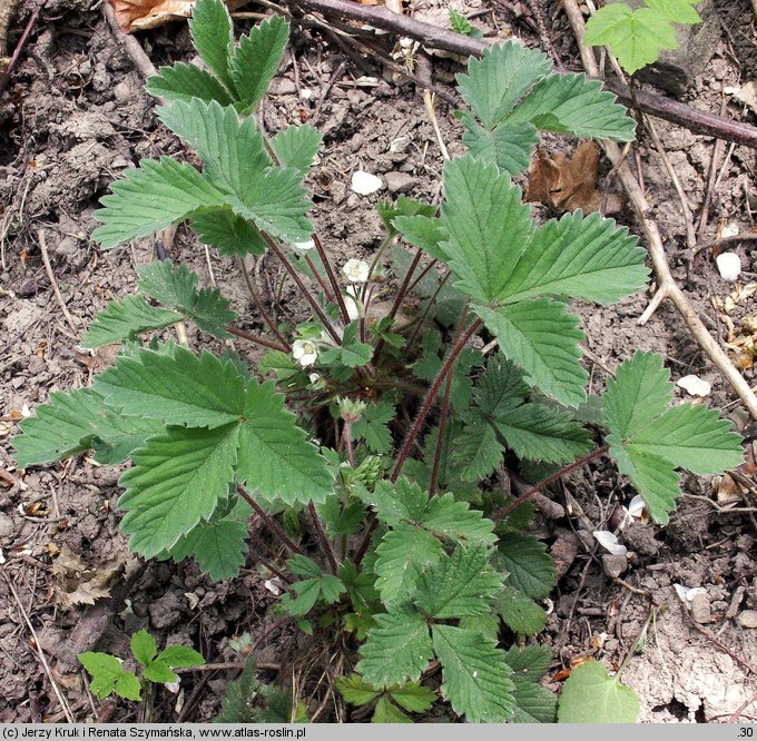 Potentilla micrantha (pięciornik drobnokwiatowy)