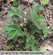 Potentilla micrantha (pięciornik drobnokwiatowy)