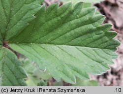 Potentilla micrantha (pięciornik drobnokwiatowy)