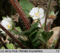 Potentilla micrantha (pięciornik drobnokwiatowy)