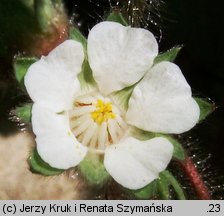 Potentilla micrantha (pięciornik drobnokwiatowy)