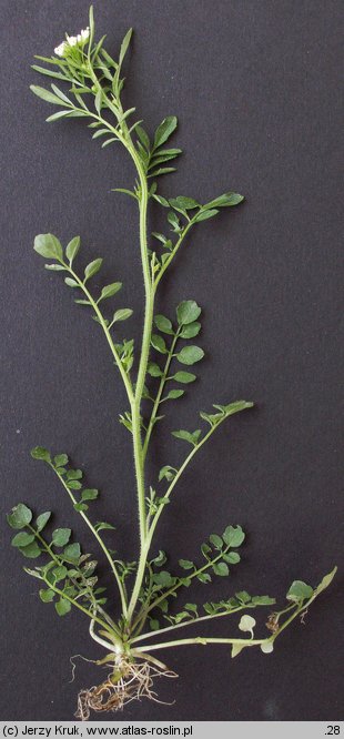 Cardamine flexuosa (rzeżucha leśna)