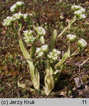 Valerianella locusta (roszpunka warzywna)