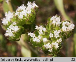 Valerianella locusta (roszpunka warzywna)