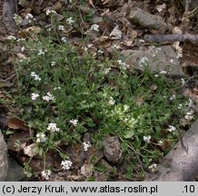 Arabidopsis halleri ssp. tatrica (rzodkiewnik Hallera tatrzański)