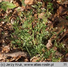 Cardamine flexuosa (rzeżucha leśna)