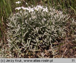 Cerastium tomentosum (rogownica kutnerowata)