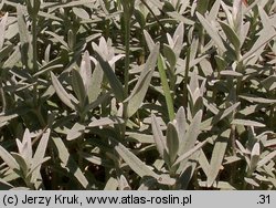 Cerastium tomentosum (rogownica kutnerowata)