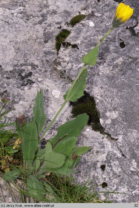 Hieracium pilosum