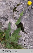 Hieracium pilosum