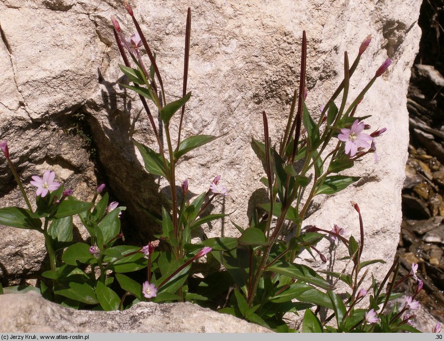 Epilobium alsinifolium (wierzbownica mokrzycowa)