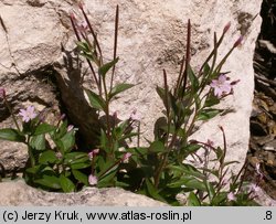 Epilobium alsinifolium (wierzbownica mokrzycowa)