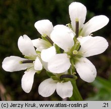 Arabis soyeri ssp. subcoriacea (gęsiówka stokrotkolistna)