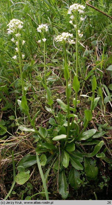 Arabis soyeri ssp. subcoriacea (gęsiówka stokrotkolistna)