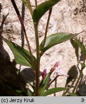 Epilobium alsinifolium (wierzbownica mokrzycowa)