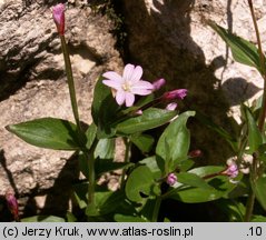 Epilobium alsinifolium (wierzbownica mokrzycowa)