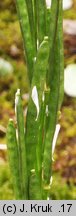 Arabis soyeri ssp. subcoriacea (gęsiówka stokrotkolistna)