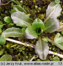 Arabis soyeri ssp. subcoriacea (gęsiówka stokrotkolistna)