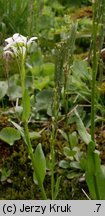 Arabis soyeri ssp. subcoriacea (gęsiówka stokrotkolistna)