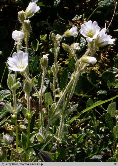 Cerastium eriophorum (rogownica watowata)