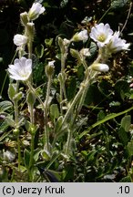 Cerastium eriophorum (rogownica watowata)