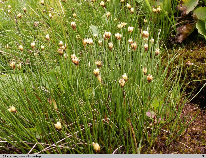 Juncus triglumis (sit trójłuskowy)