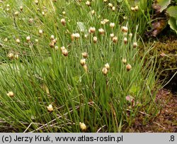 Juncus triglumis (sit trójłuskowy)