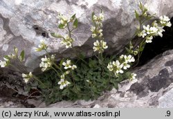 Draba dubia (głodek mroźny)