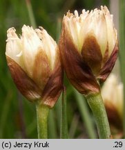 Juncus triglumis (sit trójłuskowy)