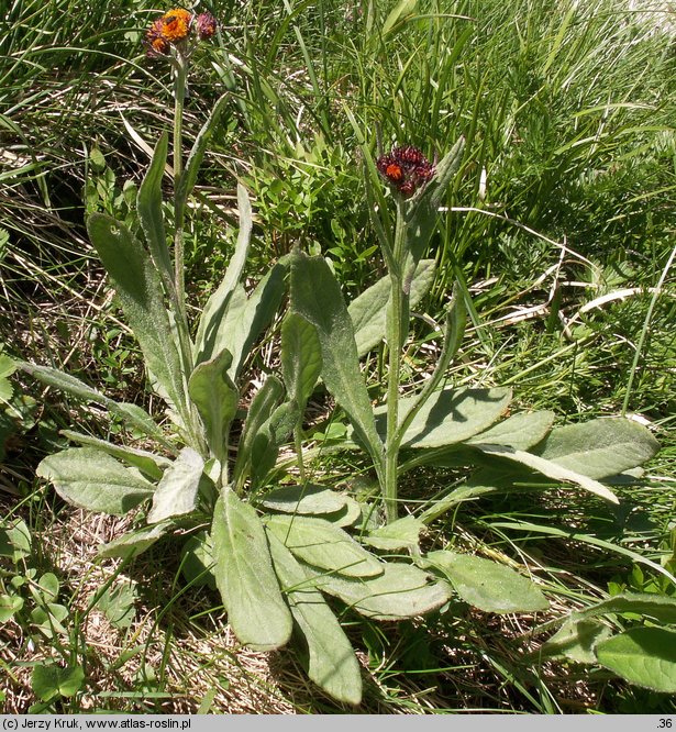 Senecio capitatus (starzec główkowaty)