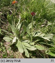 Senecio capitatus (starzec główkowaty)