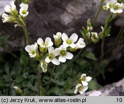 Draba dubia (głodek mroźny)