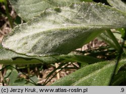 Senecio capitatus (starzec główkowaty)