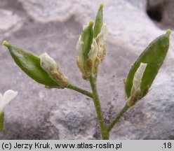 Draba dubia (głodek mroźny)