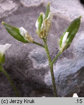 Draba dubia (głodek mroźny)