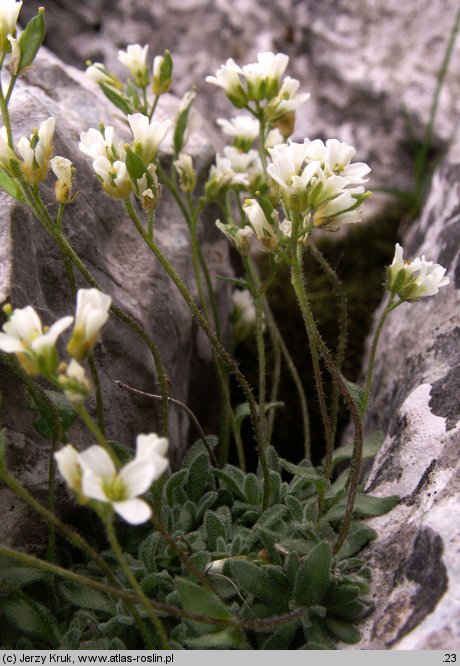 Draba dubia (głodek mroźny)