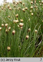 Juncus triglumis (sit trójłuskowy)