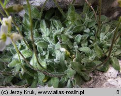 Draba dubia (głodek mroźny)