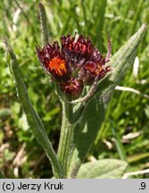 Senecio capitatus (starzec główkowaty)