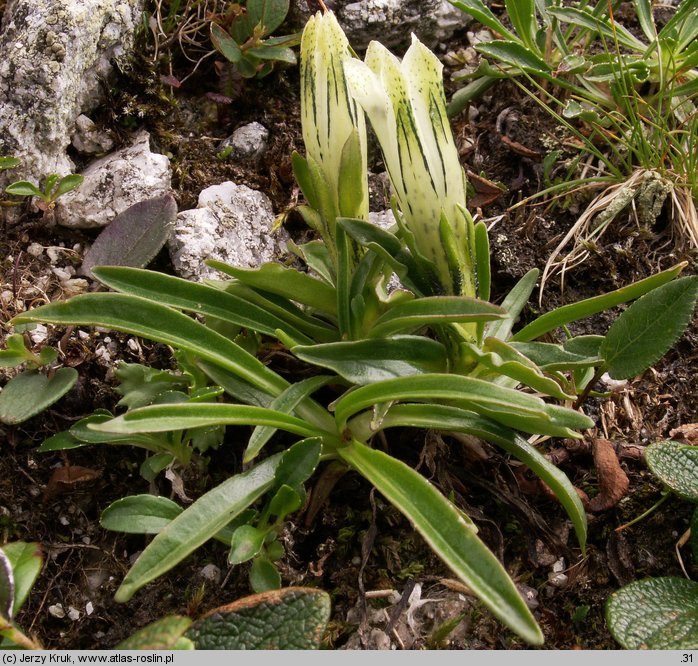 Gentiana frigida (goryczka przeźroczysta)