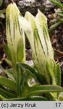 Gentiana frigida (goryczka przeźroczysta)