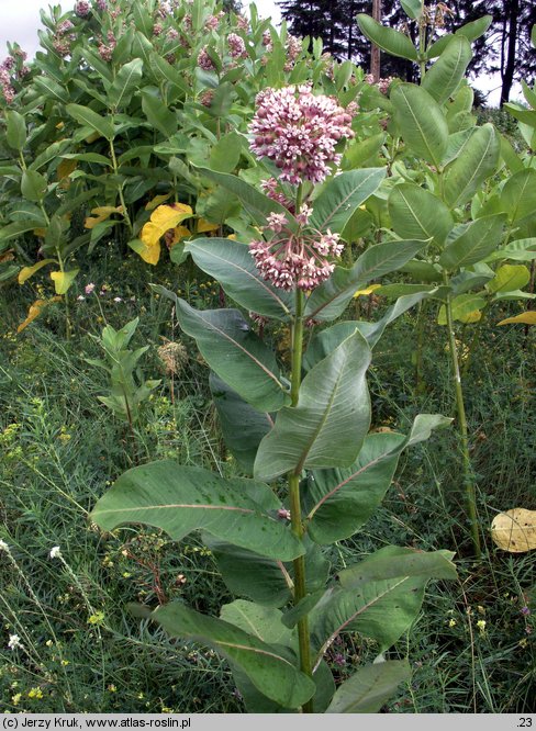 Asclepias syriaca (trojeść amerykańska)