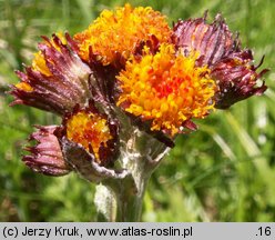 Senecio capitatus (starzec główkowaty)