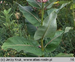 Asclepias syriaca (trojeść amerykańska)