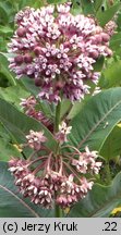 Asclepias syriaca (trojeść amerykańska)