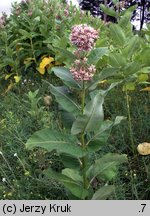 Asclepias syriaca (trojeść amerykańska)