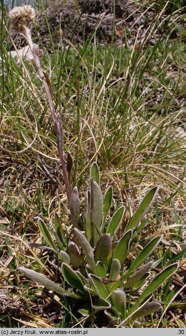 Antennaria carpatica (ukwap karpacki typowy)