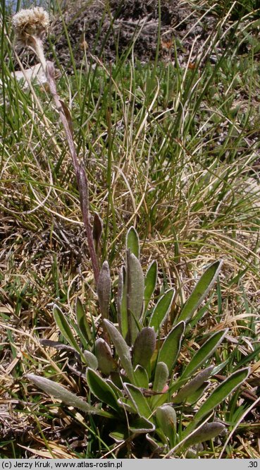 Antennaria carpatica ssp. carpatica (ukwap karpacki typowy)