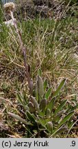 Antennaria carpatica ssp. carpatica (ukwap karpacki typowy)