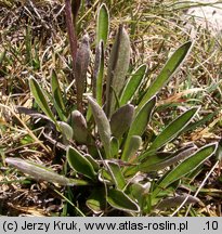 Antennaria carpatica ssp. carpatica (ukwap karpacki typowy)